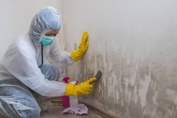 Best Crawl Space Mold Removal  in Andover, KS
