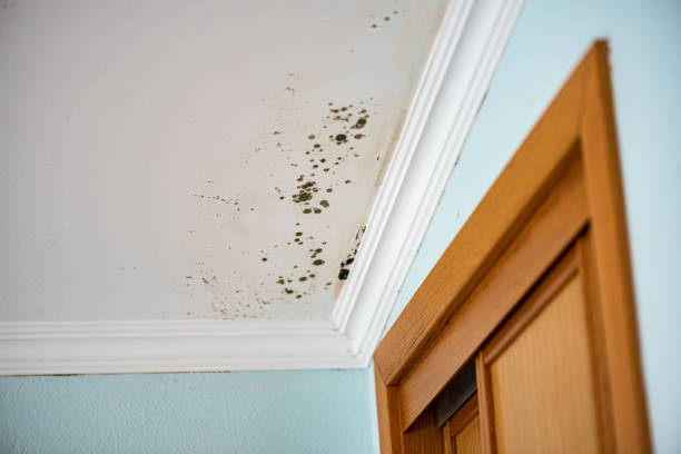 Best Water Damage Restoration  in Andover, KS