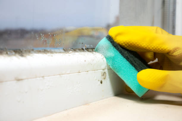 Best Mold Cleaning Services  in Andover, KS