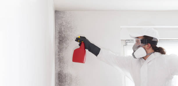 Best Emergency Mold Removal  in Andover, KS